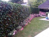 Gartenrenovation und Neubepflanzung