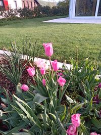 IMG_20210508_074113_9